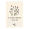 Zaaien*DILLE & KAMILLE Bloemenzaden, plukboeket, blauw, 3 g