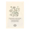 Zaaien*DILLE & KAMILLE Bloemenzaden, plukboeket, wit, 3 g