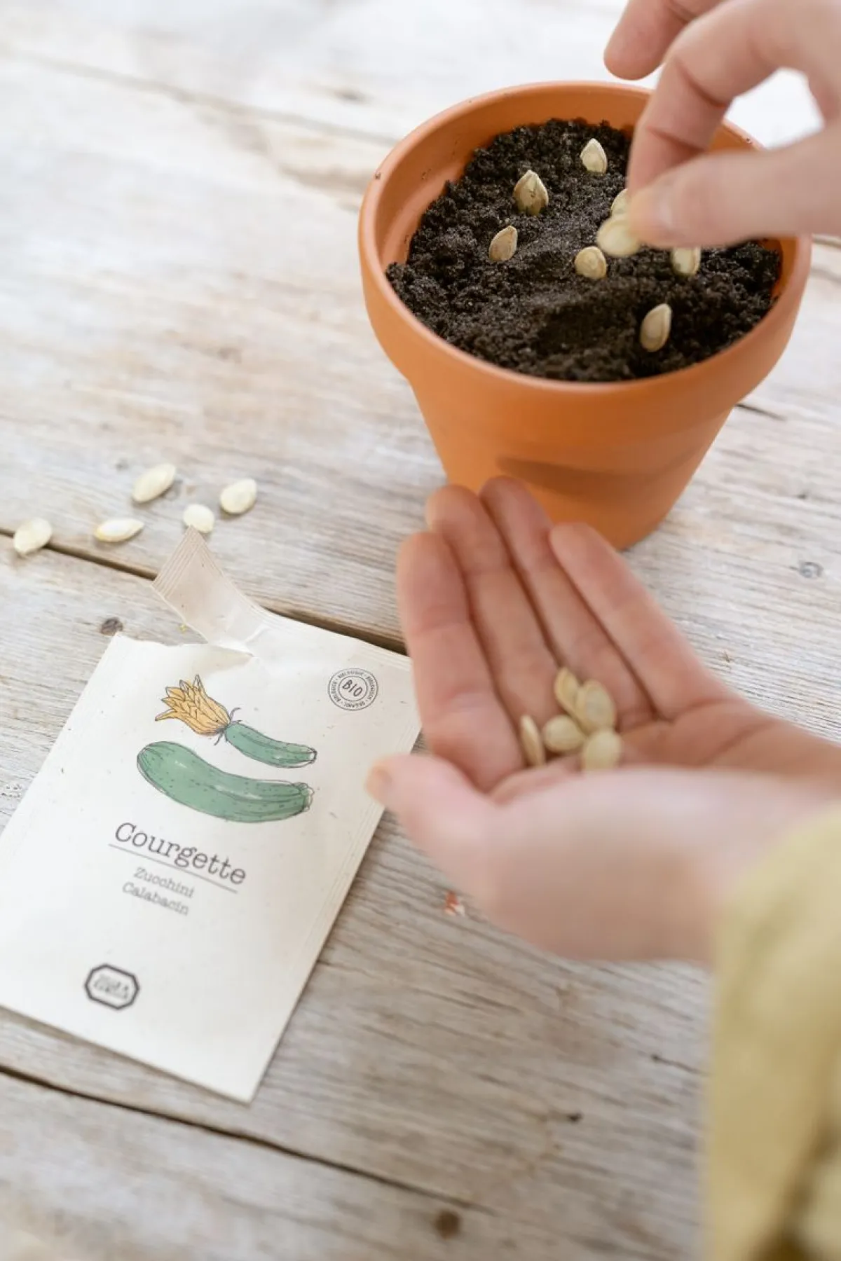 Zaaien*DILLE & KAMILLE Groentezaden, biologisch, courgette, 2.5 g