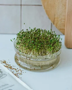 Groentekiemen|Zaaien*DILLE & KAMILLE Kiemgroente, biologisch, alfalfa, 50 g