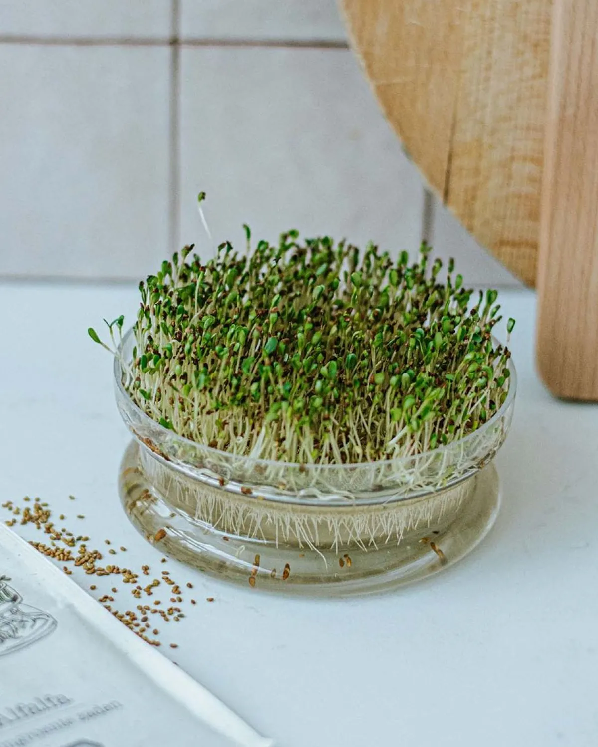 Groentekiemen|Zaaien*DILLE & KAMILLE Kiemgroente, biologisch, mosterdkers, 50 g