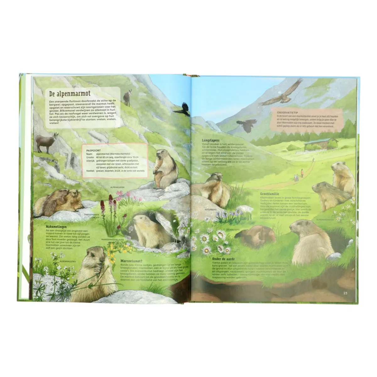 Kinderboeken*DILLE & KAMILLE Wat leeft er in de wei?, Ilka Sokolowski